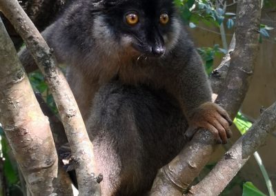 SAFARI 4x4 Madagaskar - Nosy Be